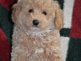 Miniature Poodle dogs Miniature Poodle Puppy 1 - Ad 38