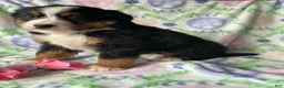 Bernese Mountain Dog dogs for sale: Dolly - Ad 4