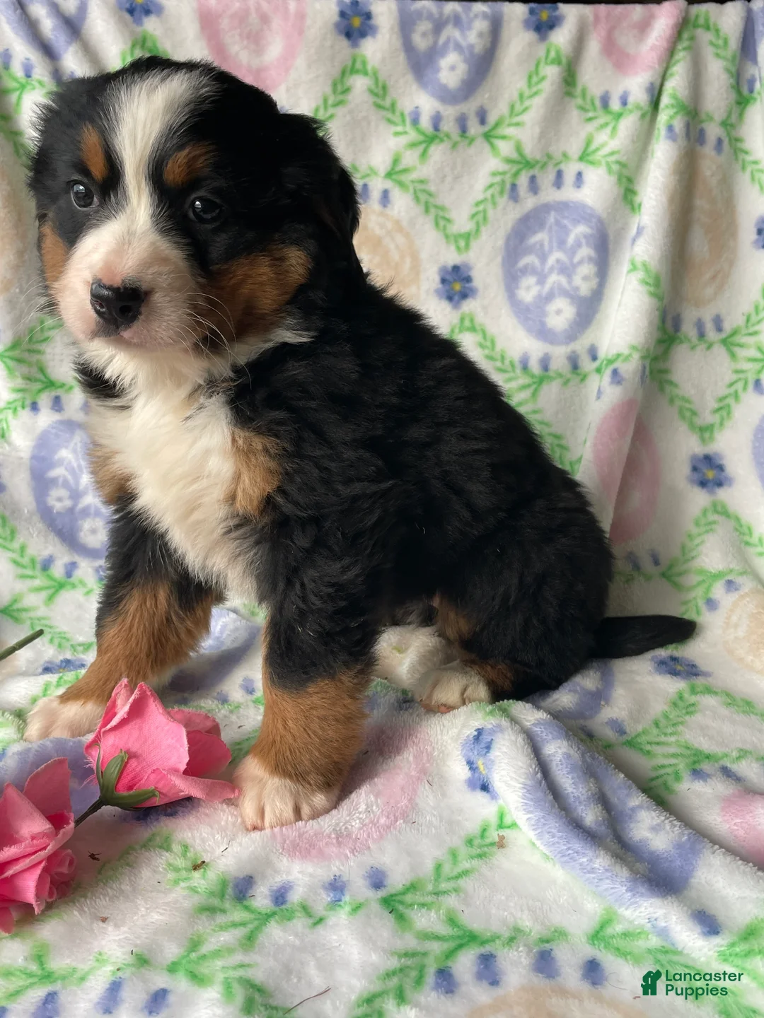 Bernese Mountain Dog dogs for sale: Dolly - Ad 4