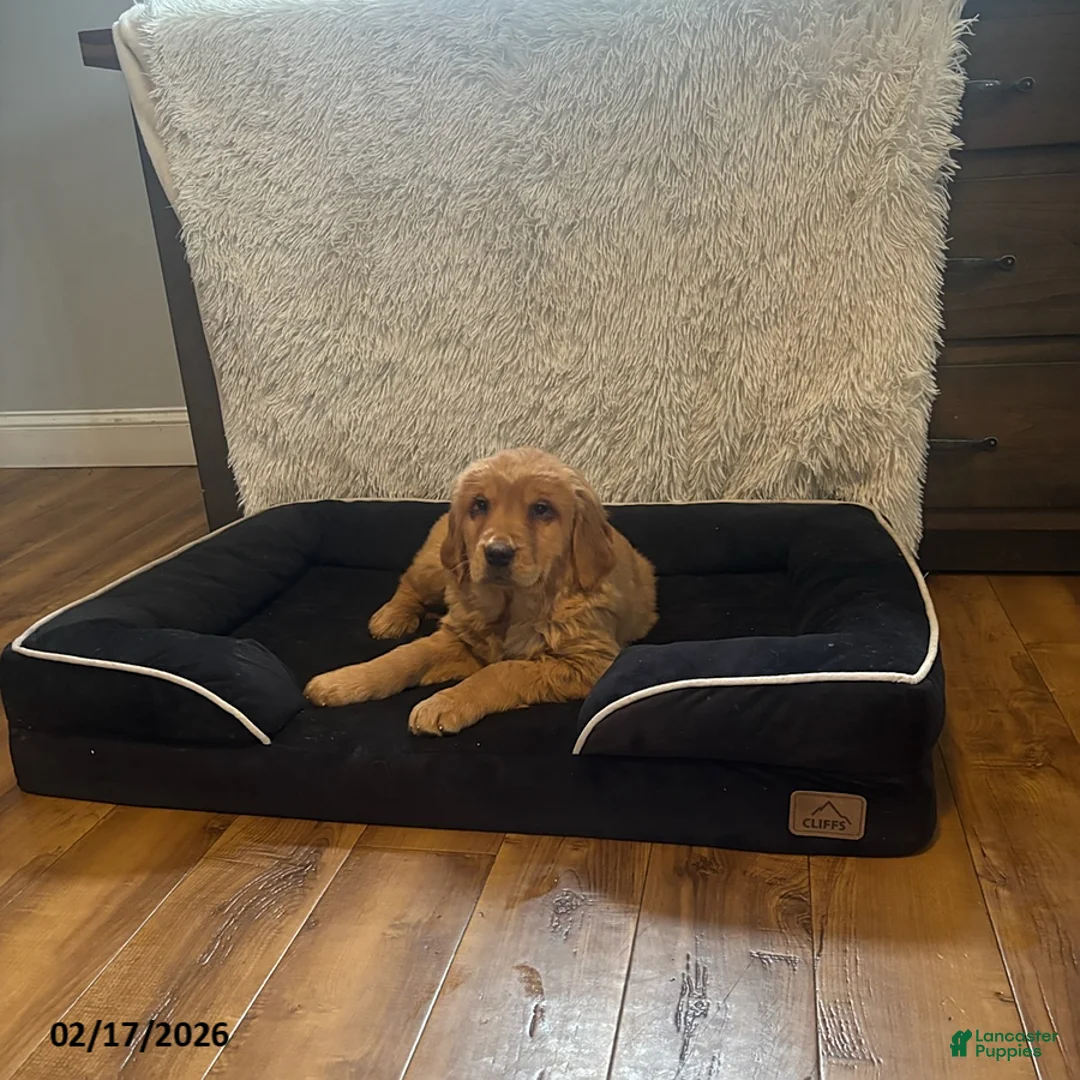 Golden Retriever dogs for sale: Lily - Ad 1