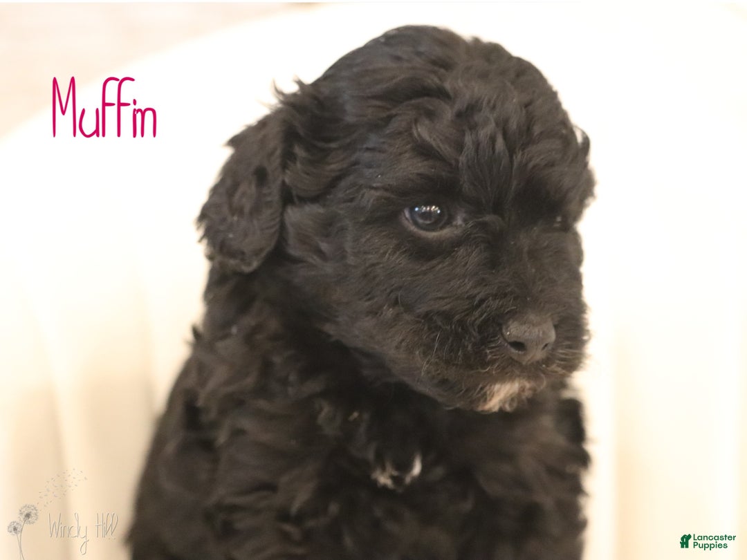 Mini Aussiedoodle dogs for sale: Muffin - Ad 2