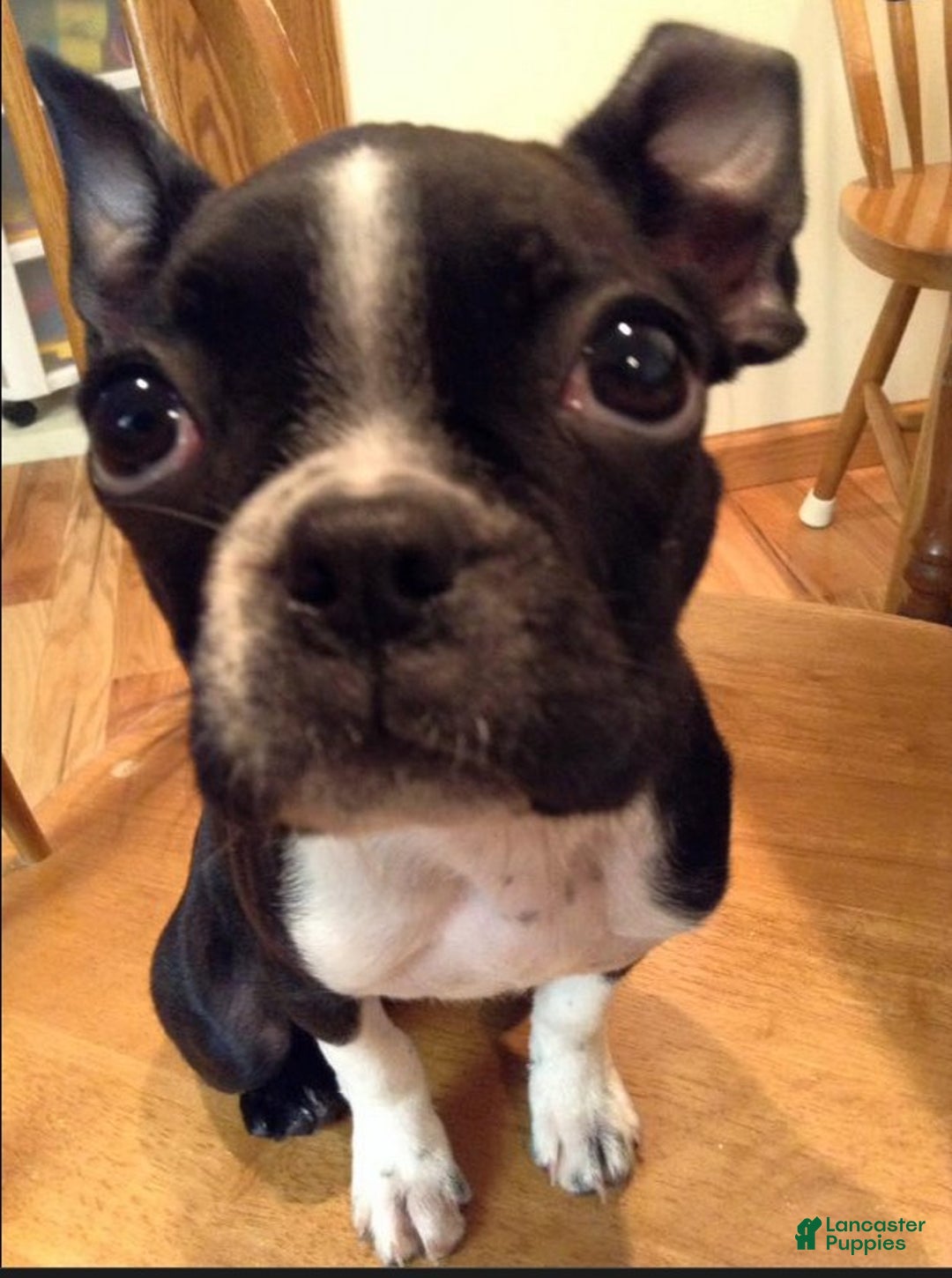 Mixed Breed dogs for sale: Lucy Love Ricardo - Ad 8