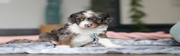 Mini Bernedoodle dogs for sale: Dylan - Ad 6