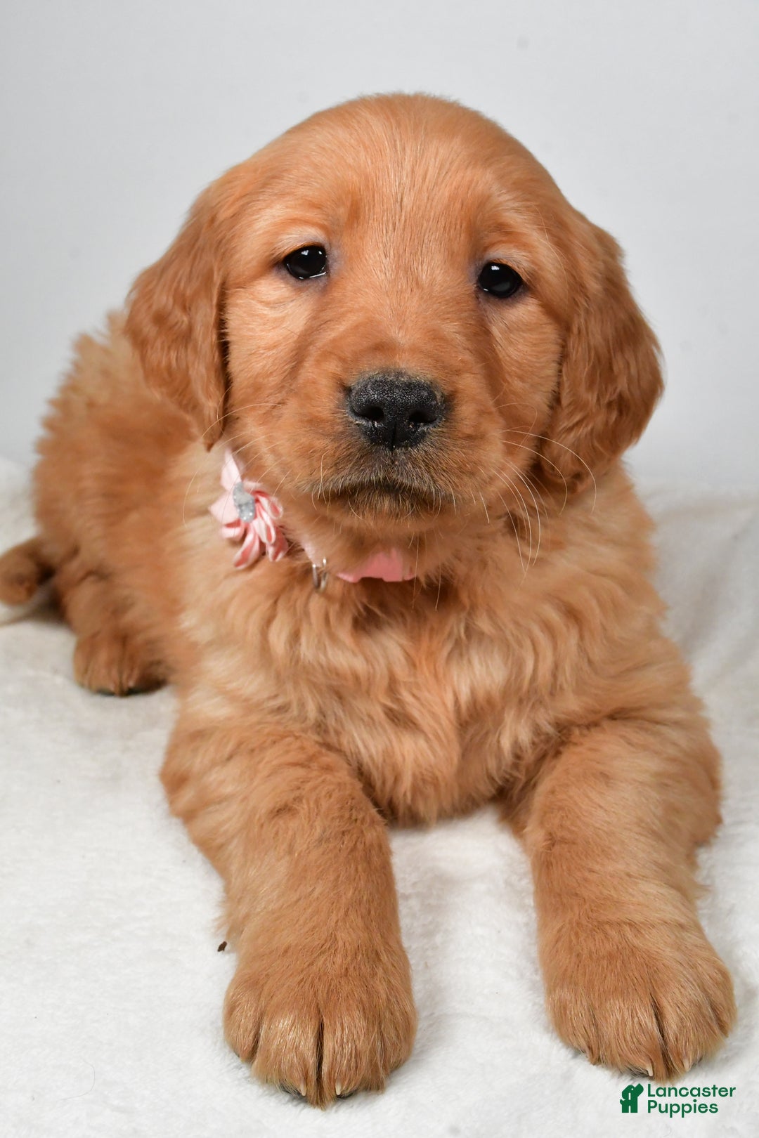 Golden Retriever dogs for sale: Kori - Ad 4
