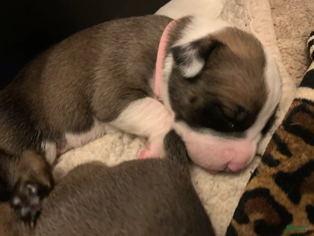 Mixed Breed dogs for sale: Mixed Breed Puppy 1 light pink - Ad 2