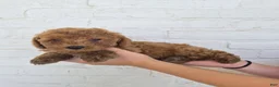 Mini Goldendoodle dogs for sale: Cruz - Ad 3