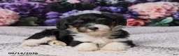 Corgipoo dogs for sale: Donna - Ad 5