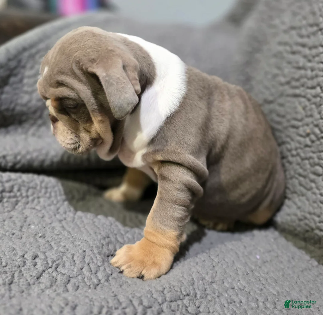 English Bulldog dogs for sale: Lynn - Ad 4