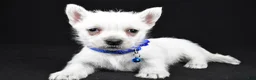 West Highland Terrier dogs for sale: Amy - Ad 7