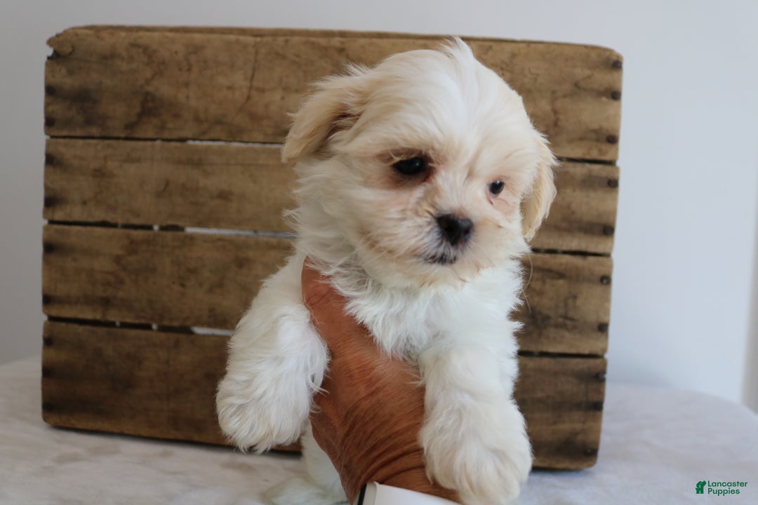 Maltipoo dogs for sale: Katy - Ad 2