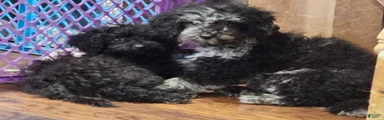 Miniature Poodle Puppy 1