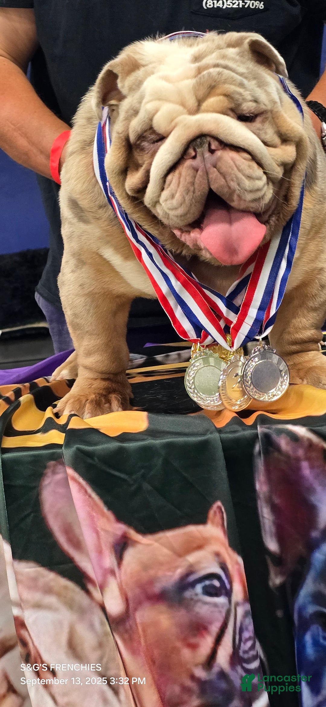 English Bulldog dogs for stud: English Bulldog 1 puppies - Ad 8