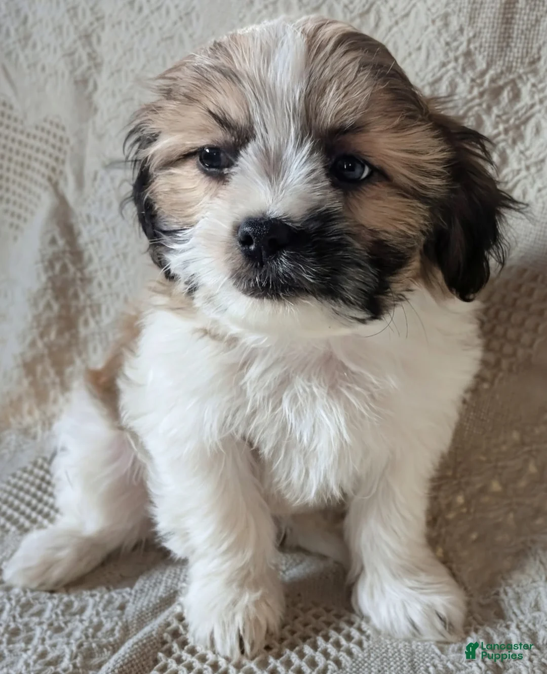 Mixed Breed dogs for sale: Whiskey - Ad 1
