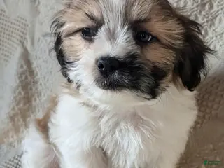 Mixed Breed dogs for sale: Whiskey - Ad 2