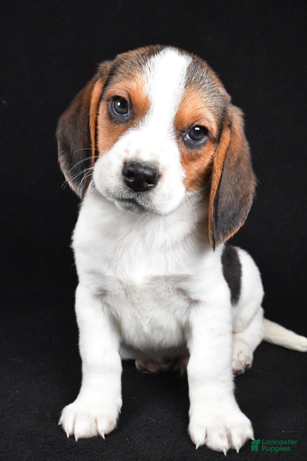Beagle dogs for sale: Ace - Ad 7