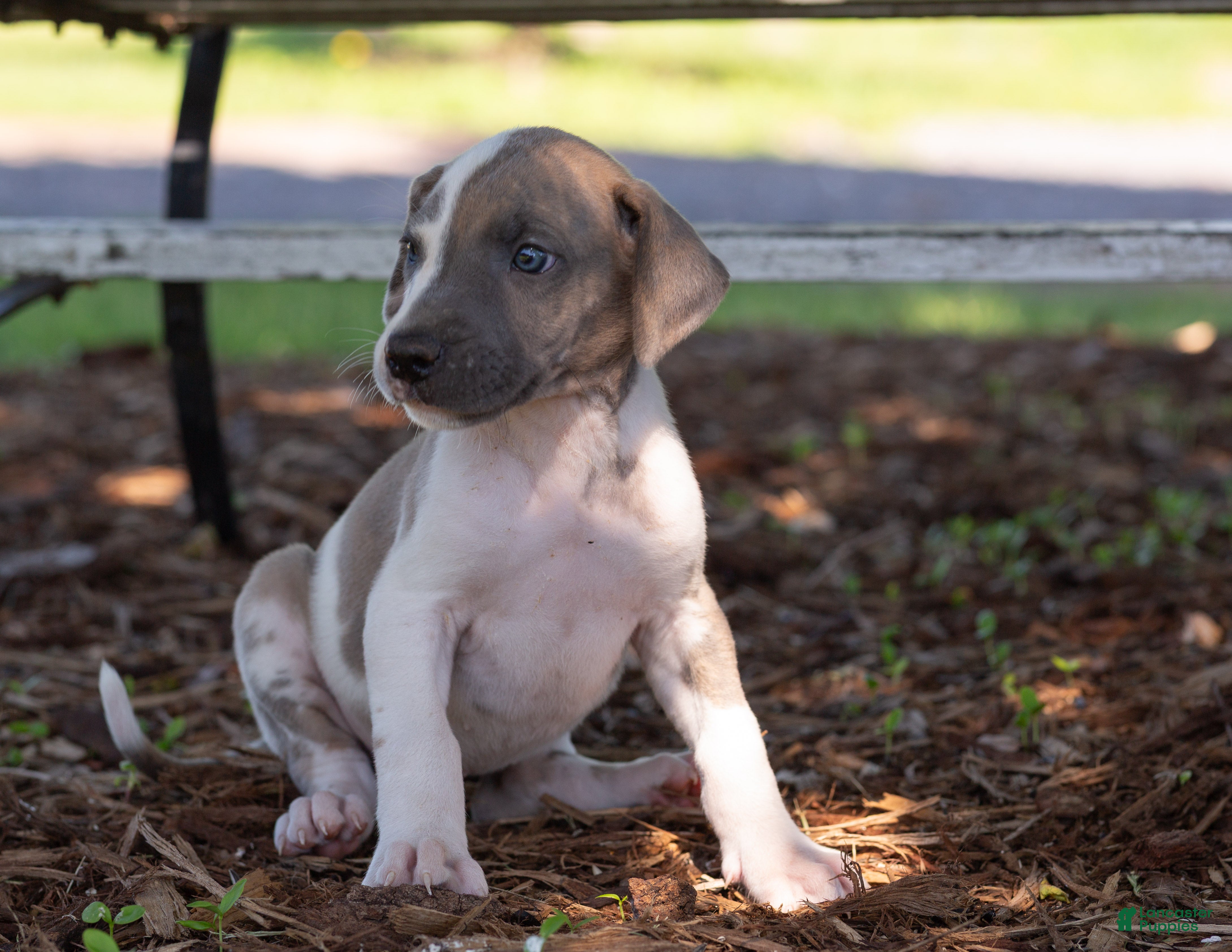 Great Dane dogs Athena - Ad 2