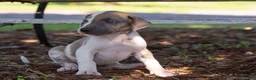 Great Dane dogs for sale: Athena - Ad 2