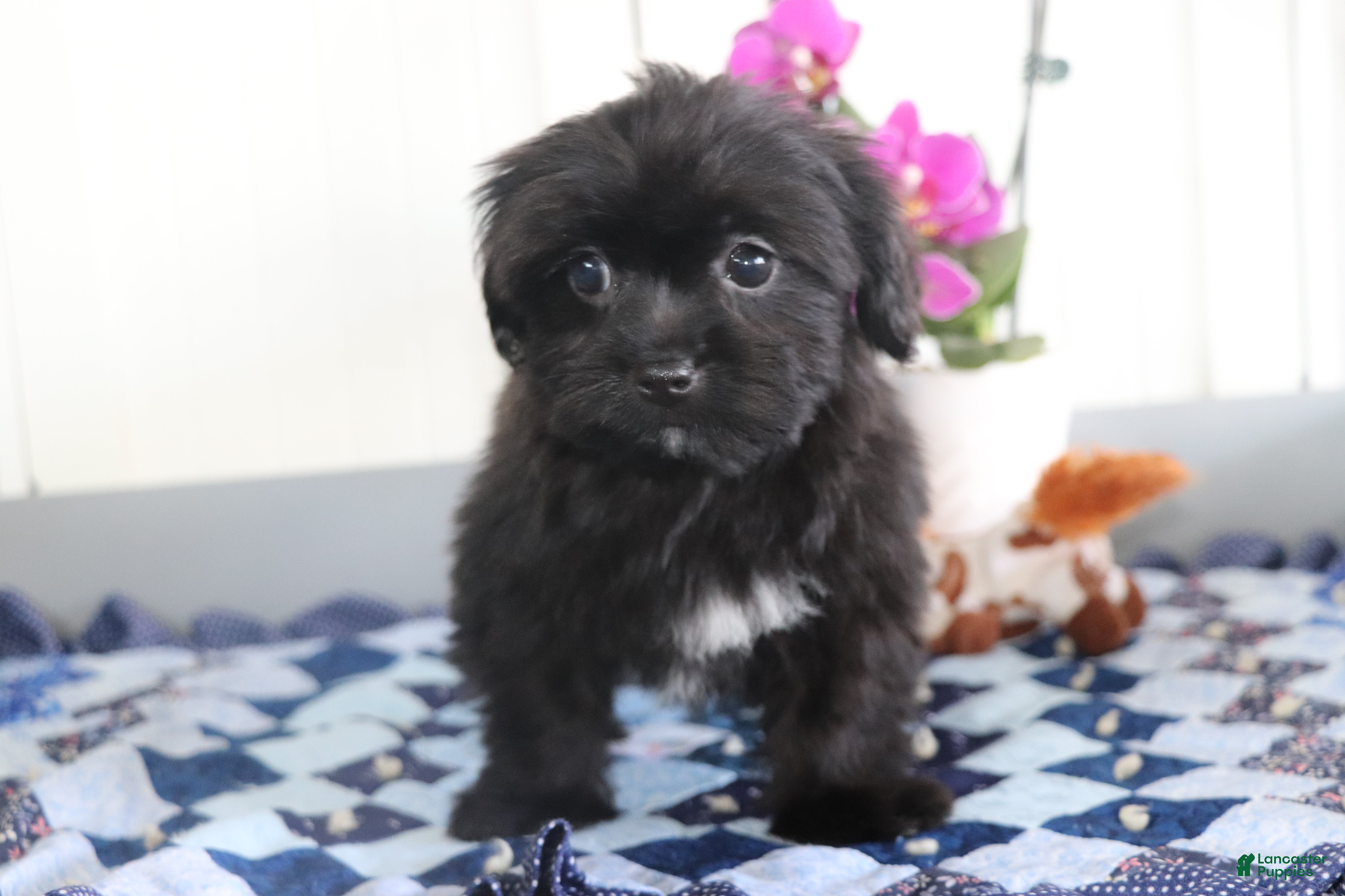 Shorkie dogs Tippy - Ad 2