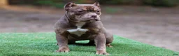 American Bully dogs for sale: Chocolate Tri Female - Ad 1