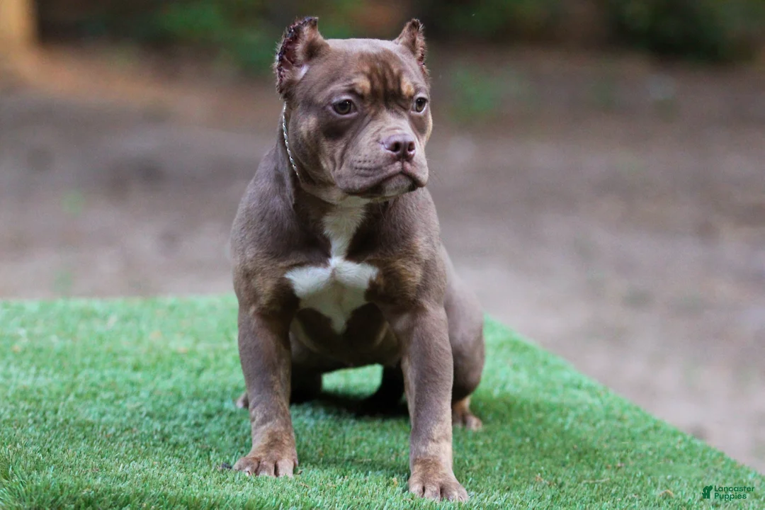 American Bully dogs for sale: Chocolate Tri Female - Ad 1