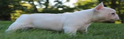 French Bulldog dogs for sale: Buffy - Ad 3