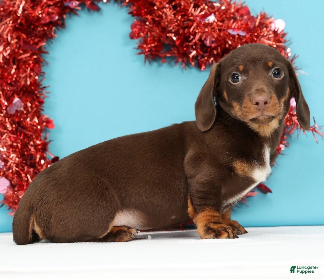 Miniature Dachshund dogs for sale: Kenny - Ad 6