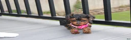 Yorkiepoo dogs for sale: Ella  - Ad 5