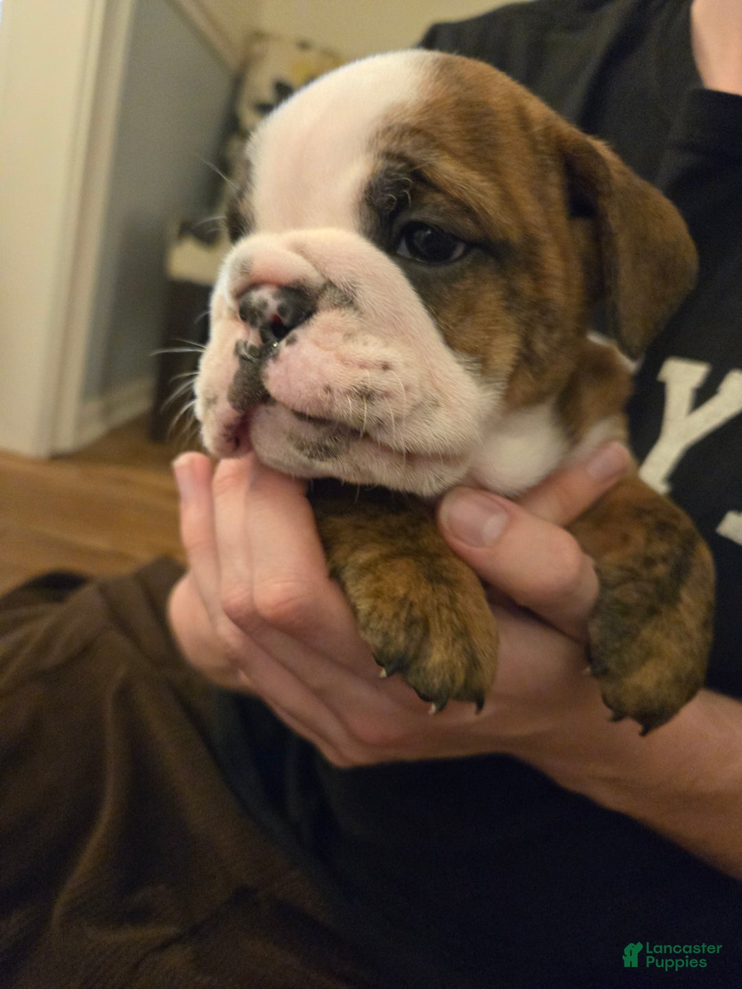 English Bulldog dogs for sale: Charlie Brown - Ad 1