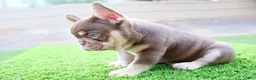 French Bulldog dogs for sale: French Bulldog 2 - Ad 5