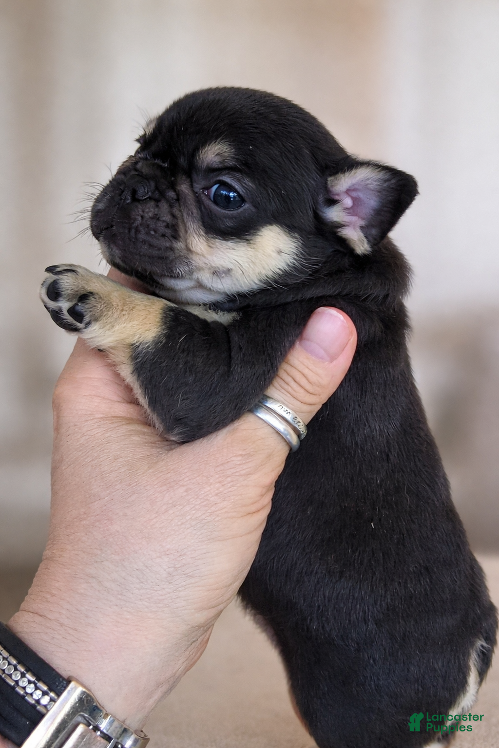 French Bulldog dogs Rolo - Ad 2