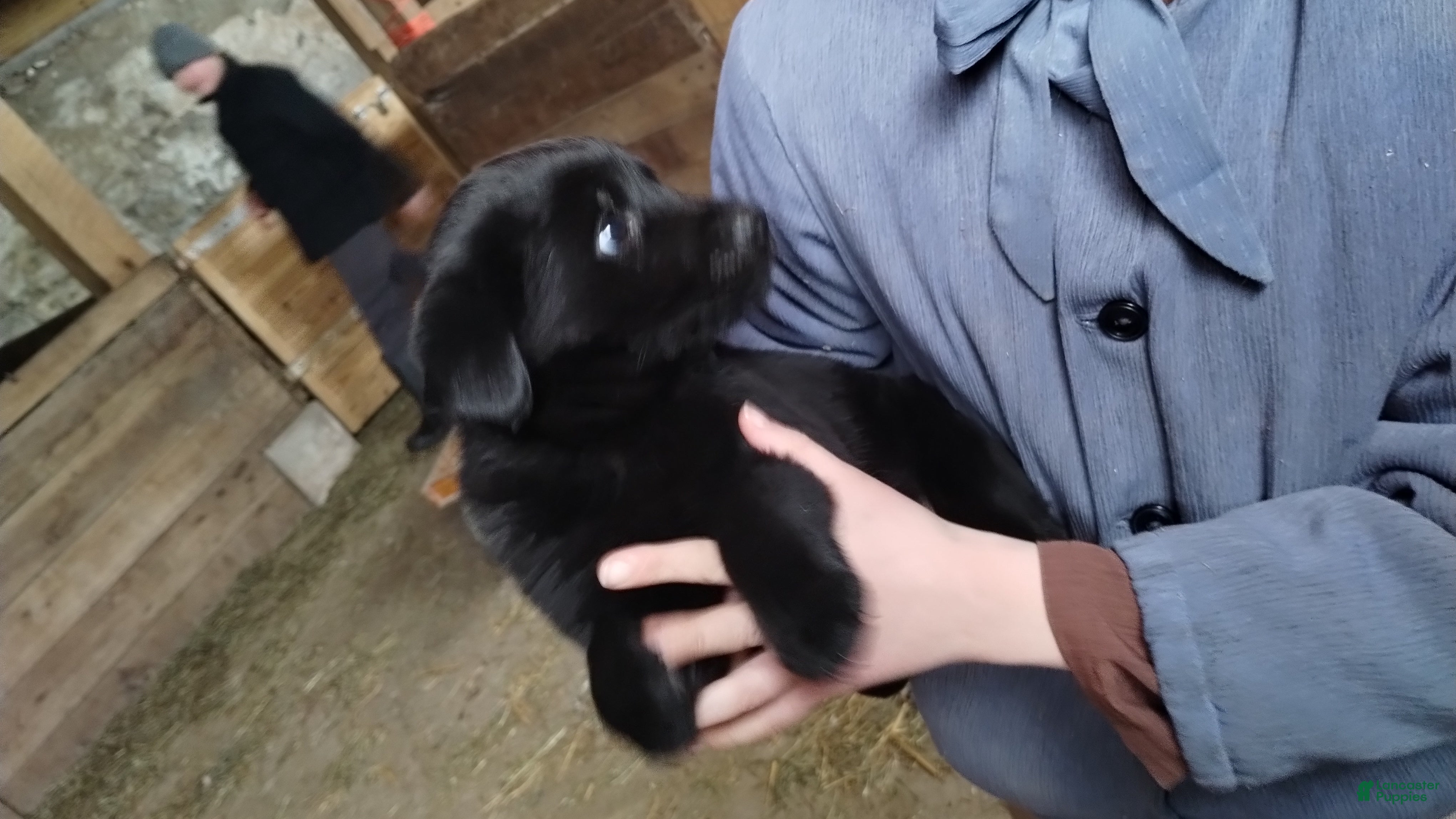 Mixed Breed dogs Riley - Ad 2