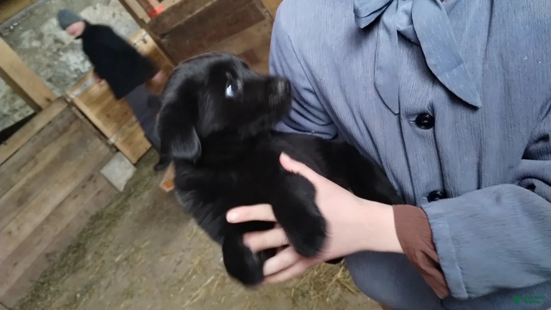 Mixed Breed dogs for sale: Riley - Ad 2