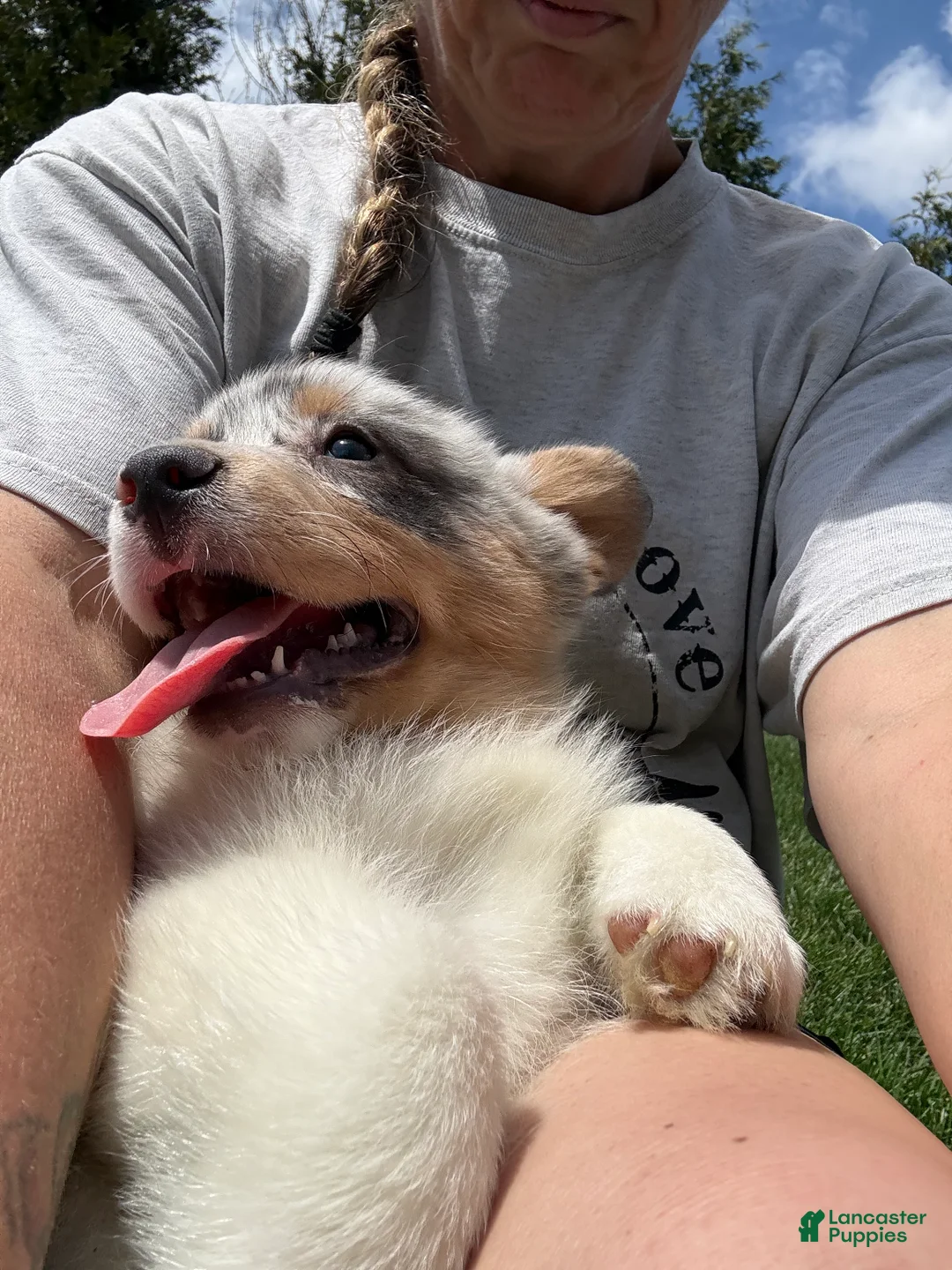 American Corgi dogs for sale: American Corgi Puppy 4 - Ad 2