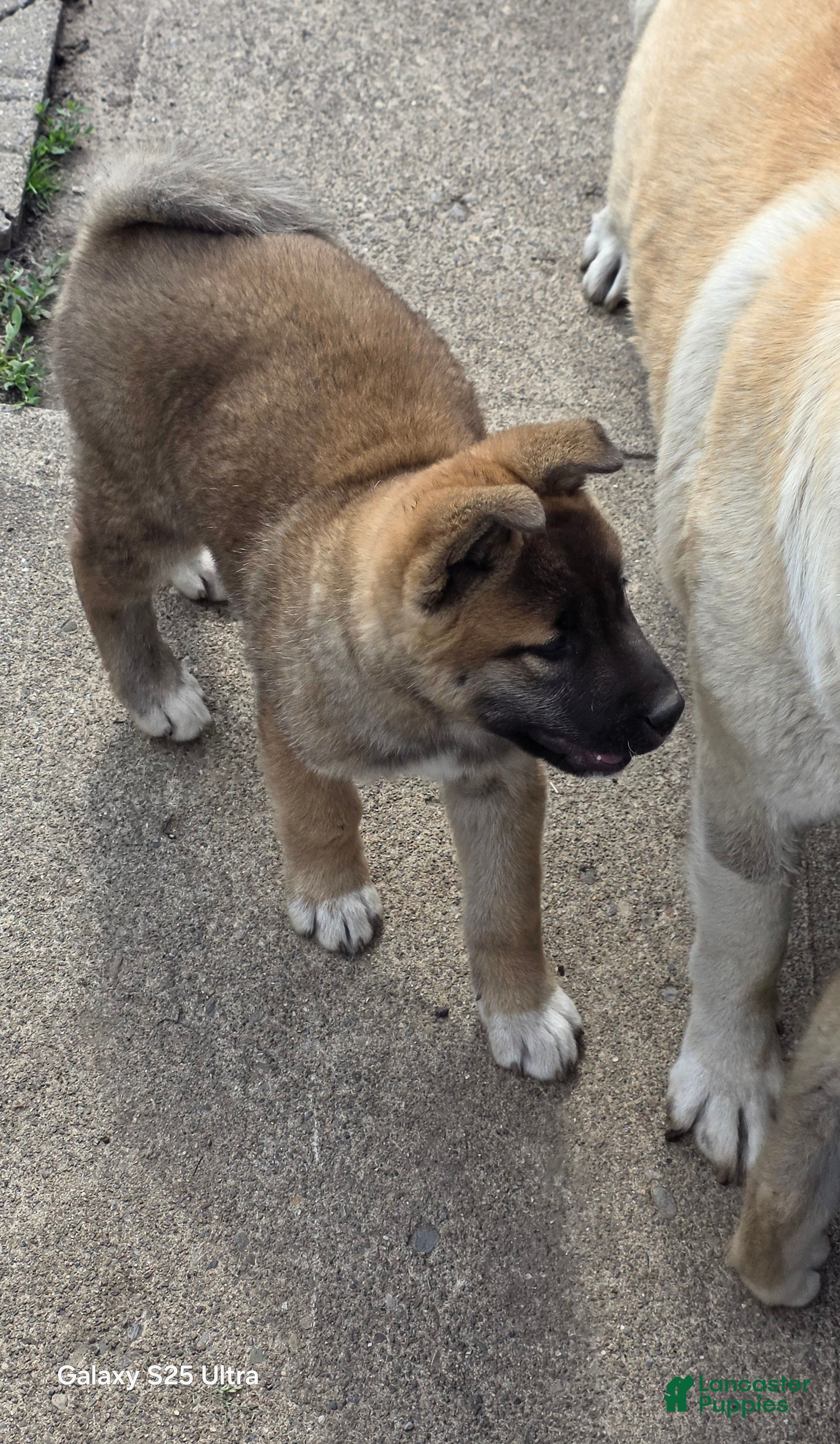 Akita dogs Akita Puppy 1 - Ad 33