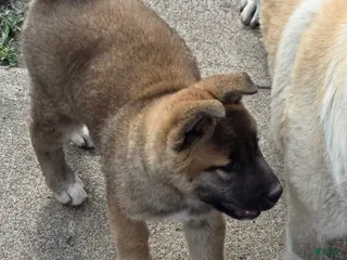 Akita dogs Akita Puppy 1 - Ad 33