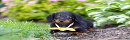 Miniature Dachshund dogs for sale: Ronnie - Ad 4
