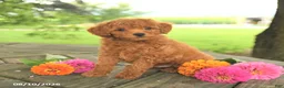 Toy Poodle dogs for sale: Rocky - Ad 4