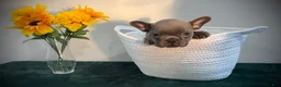 French Bulldog dogs for sale: French Bulldog Puppy 3 - Ad 1