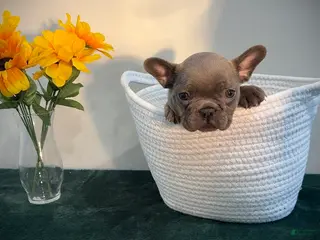 French Bulldog dogs for sale: French Bulldog Puppy 3 - Ad 2
