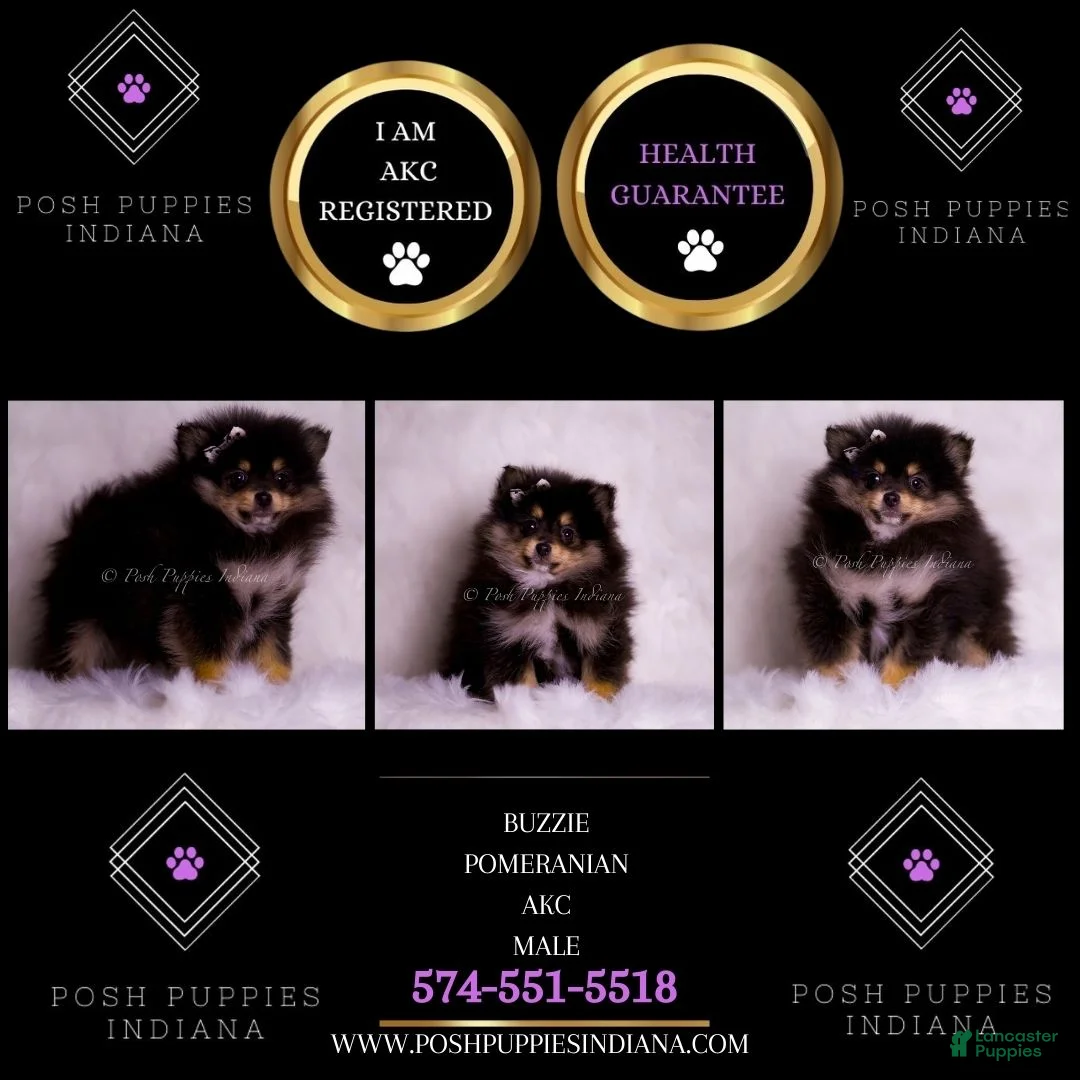 Pomeranian dogs for sale: Buzzie - Ad 2
