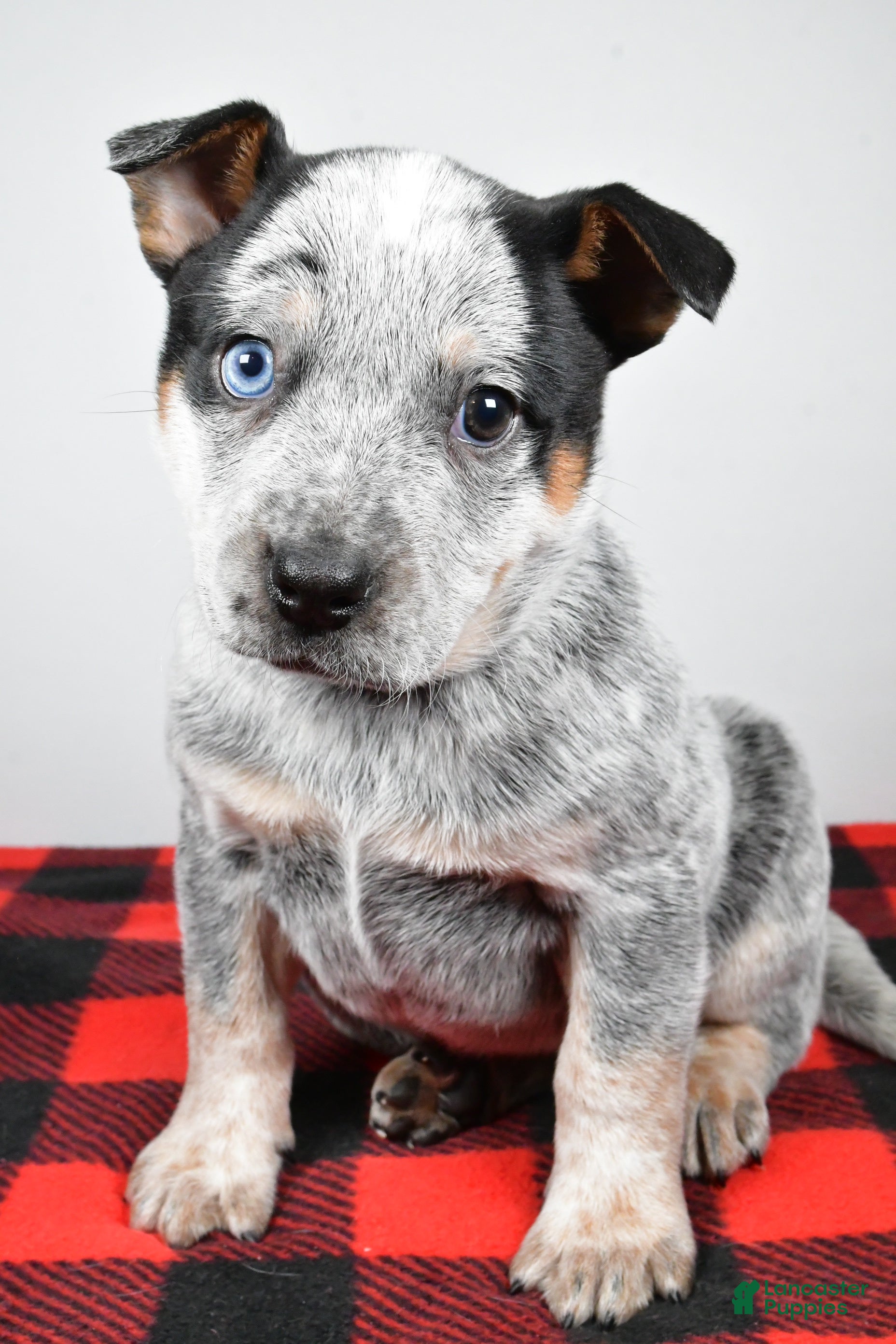 Australian Cattle Dog dogs Piper - Ad 14