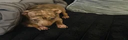 Chihuahua dogs for sale: Mr hazel  - Ad 11