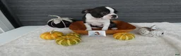 Boston Terrier dogs for sale: Boston Terrier 3 Stacy - Ad 3