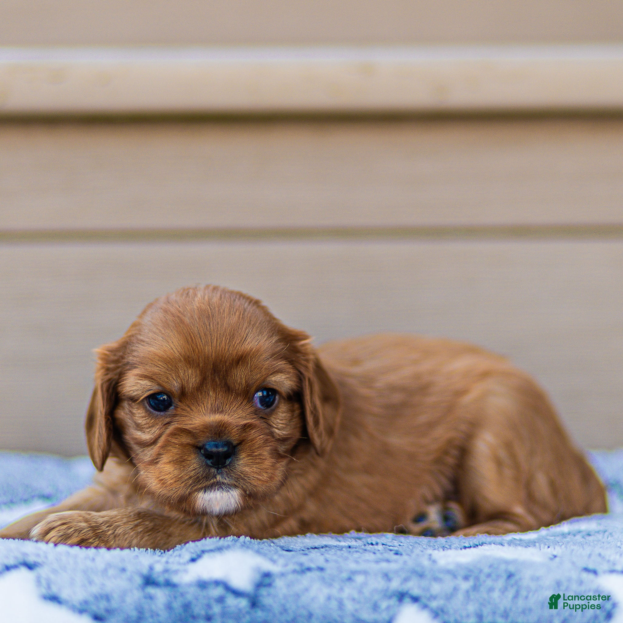 Cavalier King Charles Spaniel dogs for sale: Hazel Cavalier King Charles Spaniel  - Ad 4