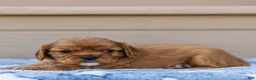 Cavalier King Charles Spaniel dogs for sale: Hazel Cavalier King Charles Spaniel  - Ad 13