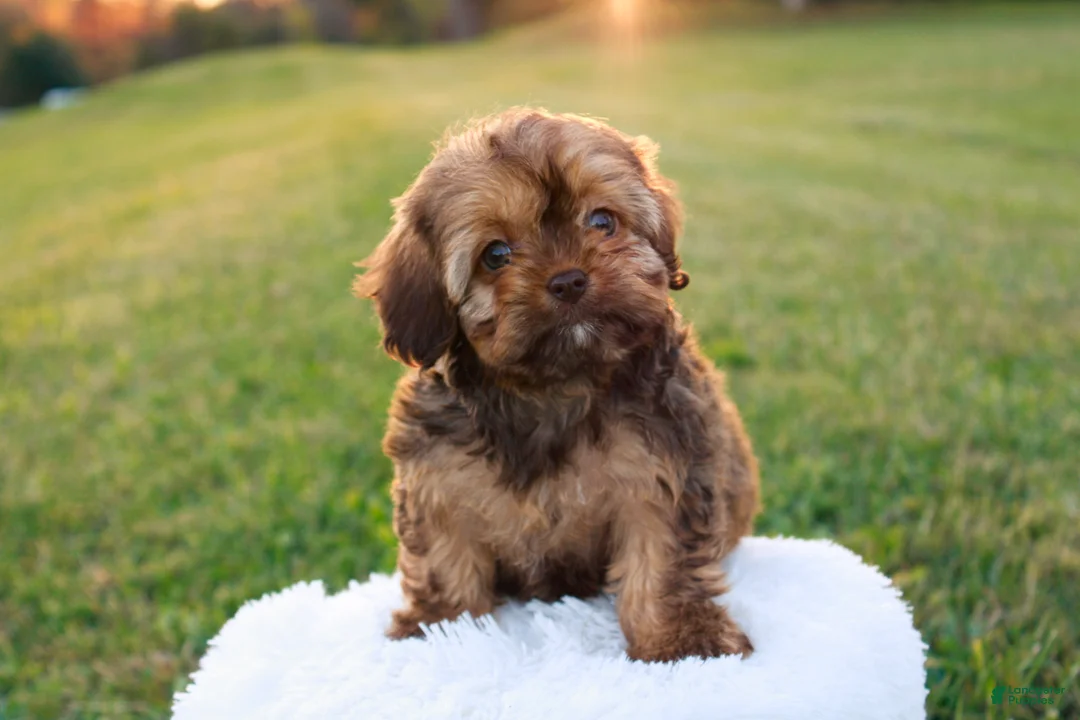 Cavapoo dogs for sale: Bambi - Ad 3