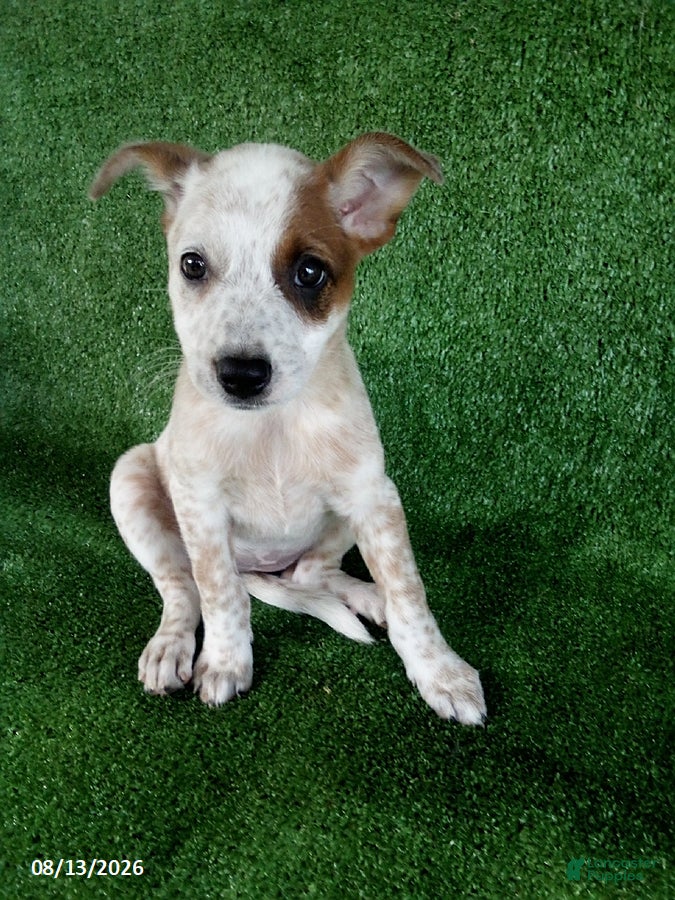 Australian Cattle Dog dogs Sara - Ad 1