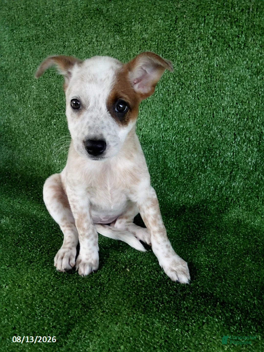 Australian Cattle Dog dogs for sale: Sara - Ad 1