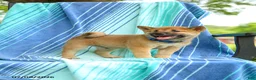 Shiba Inu dogs for sale: Pepper - Ad 3