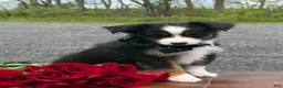 Toy Australian Shepherd dogs for sale: Tommy - Ad 9